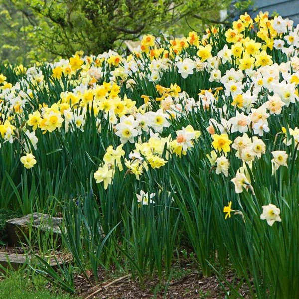 Large-Cupped Daffodil Naturalizing Mix - Image 2