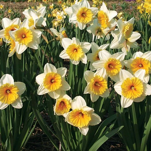 Large-Cupped Daffodil Naturalizing Mix - Image 3