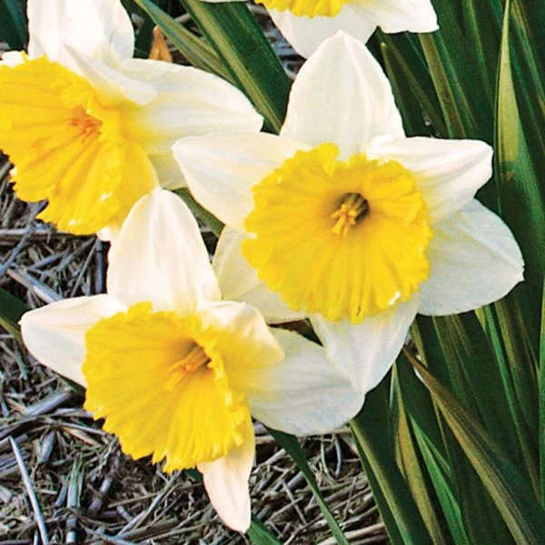 Large-Cupped Daffodil Naturalizing Mix - Image 4