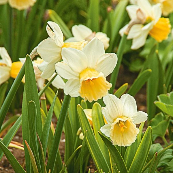 Large-Cupped Daffodil Naturalizing Mix - Image 5
