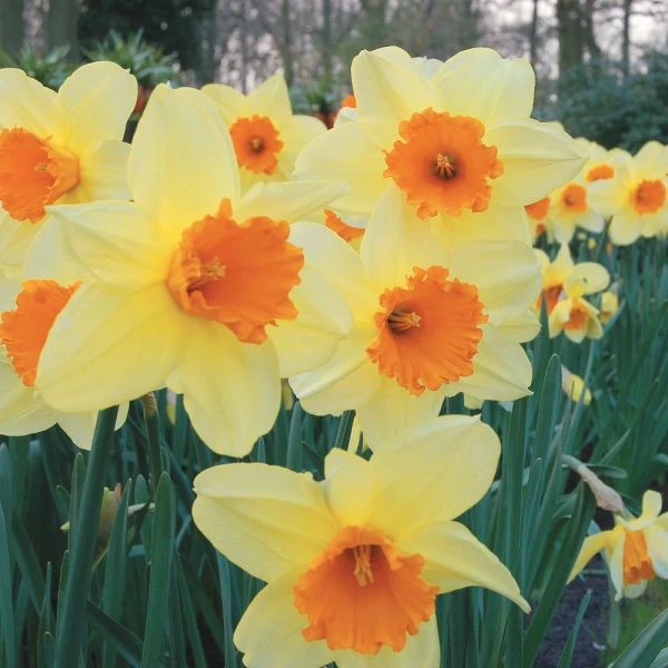 Large-Cupped Daffodil Naturalizing Mix - Image 6