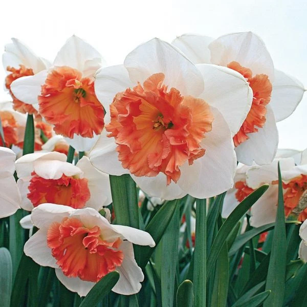 Large-Cupped Daffodil Naturalizing Mix - Image 7