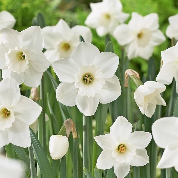 Large-Cupped Daffodil Naturalizing Mix - Image 8