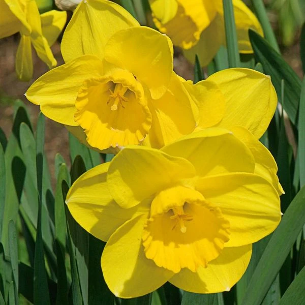 Large-Cupped Daffodil Naturalizing Mix - Image 9