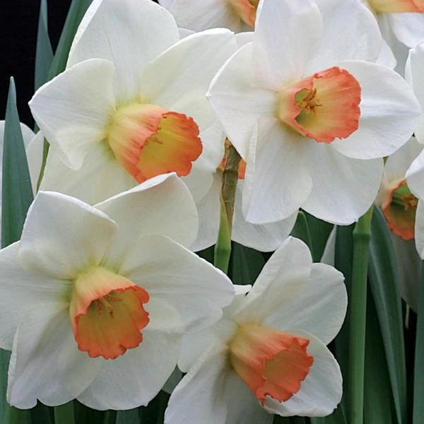 Large-Cupped Daffodil Naturalizing Mix