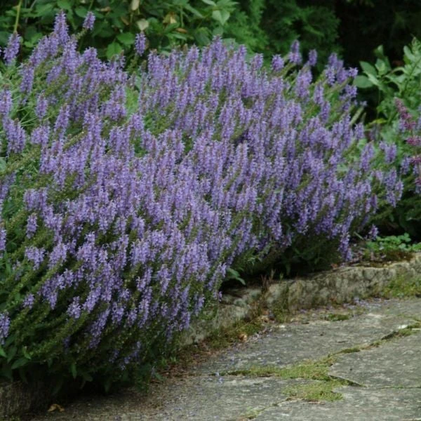 Perfumed Pageant Rose & Perennial Garden - Image 3