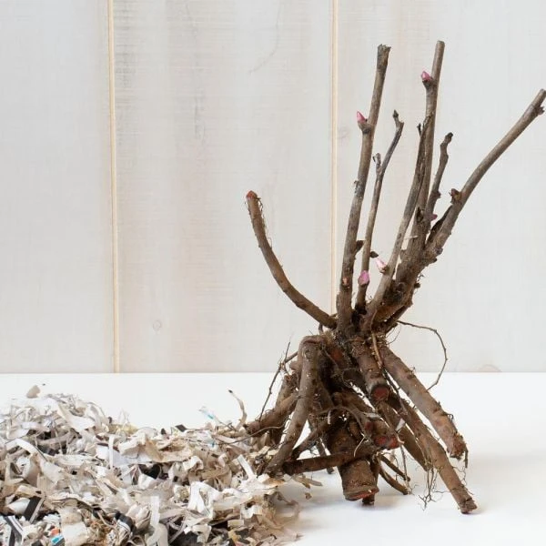 Peony 'Scrumdidleumptious' - Itoh Peony - Image 4