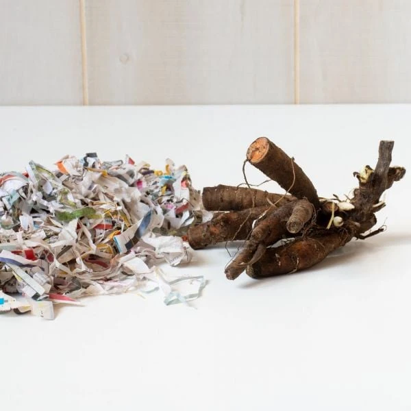 Peony 'Paula Fay' - Image 2