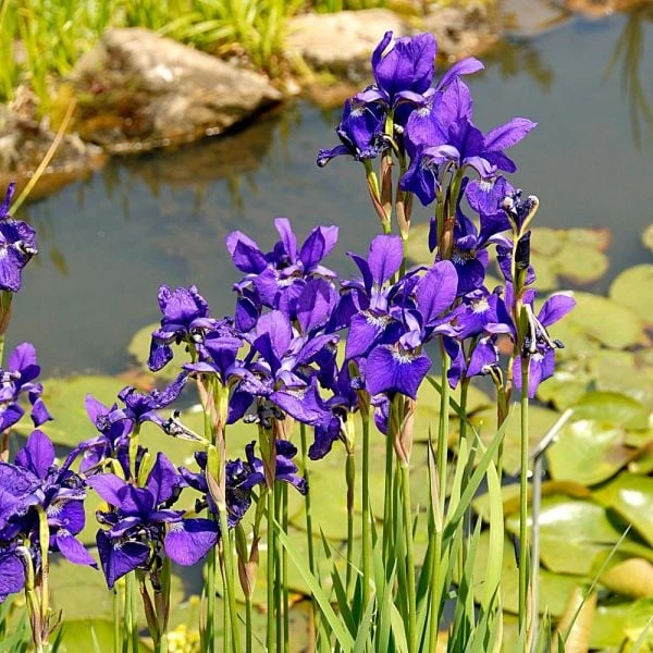 Iris Sibirica 'Caesar's Brother' - Image 3
