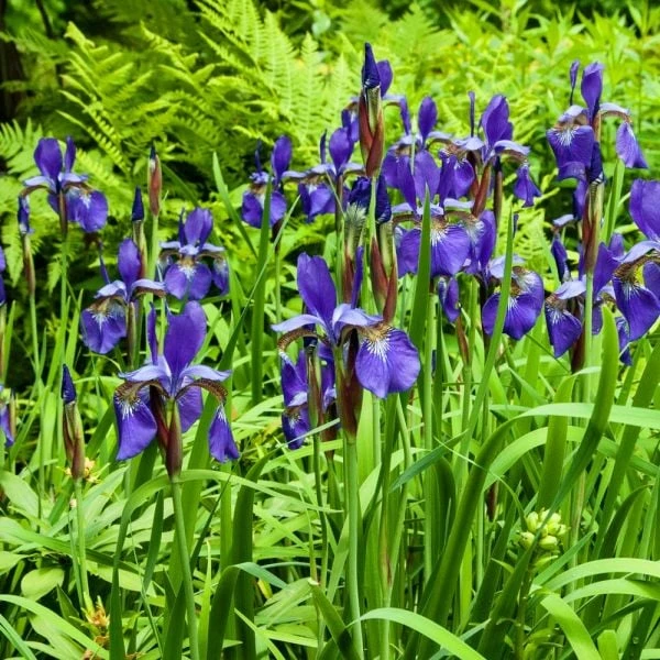 Iris Sibirica 'Caesar's Brother' - Image 7