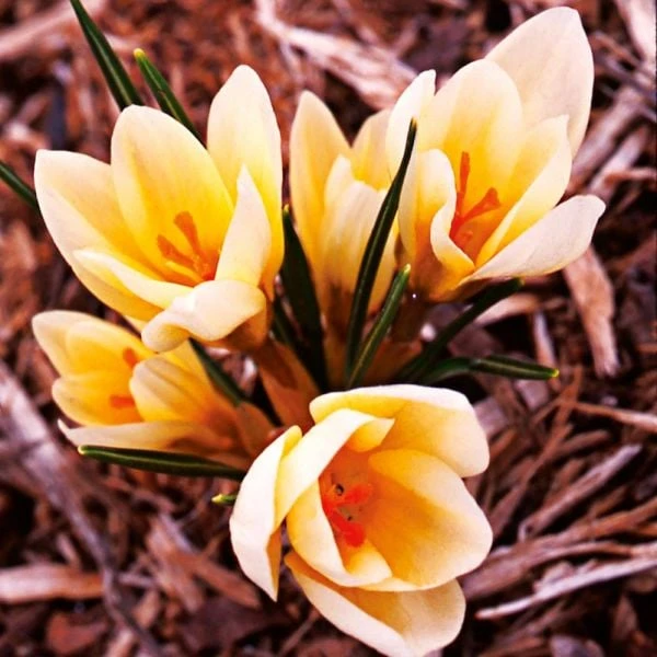 Crocus In Yellow Shades Mix - Image 4