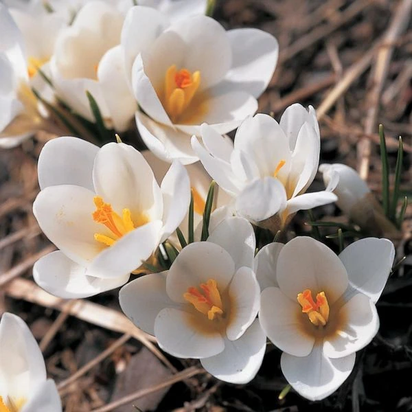 White Shades Crocus Mix - Image 3