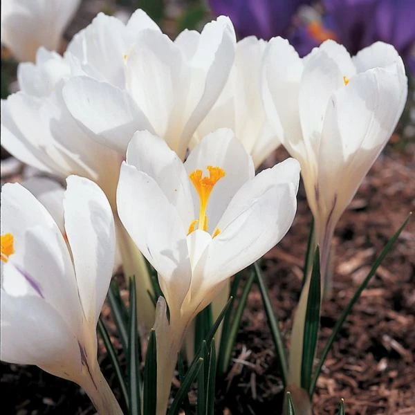 White Shades Crocus Mix - Image 4