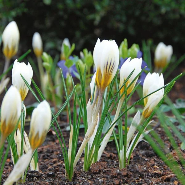 White Shades Crocus Mix - Image 5