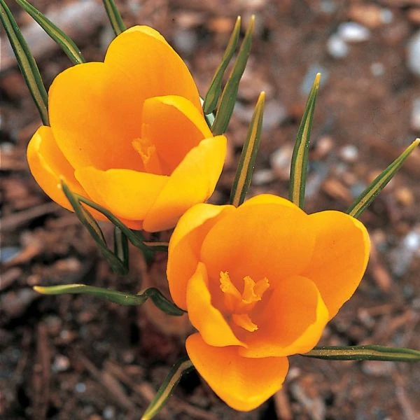 Crocus In Yellow Shades Mix - Image 3