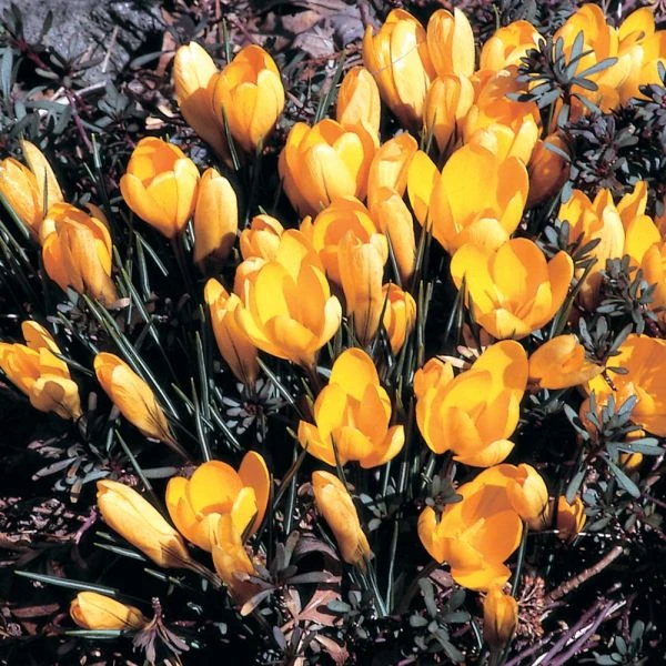 Crocus In Yellow Shades Mix - Image 6