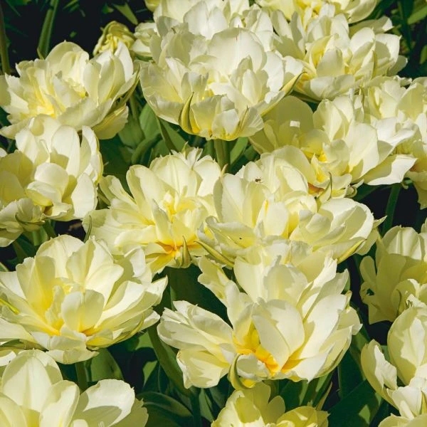 Tulip 'Exotic Emperor' - Image 3