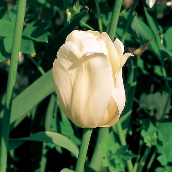 Tulip 'Ivory Floradale' - Image 7