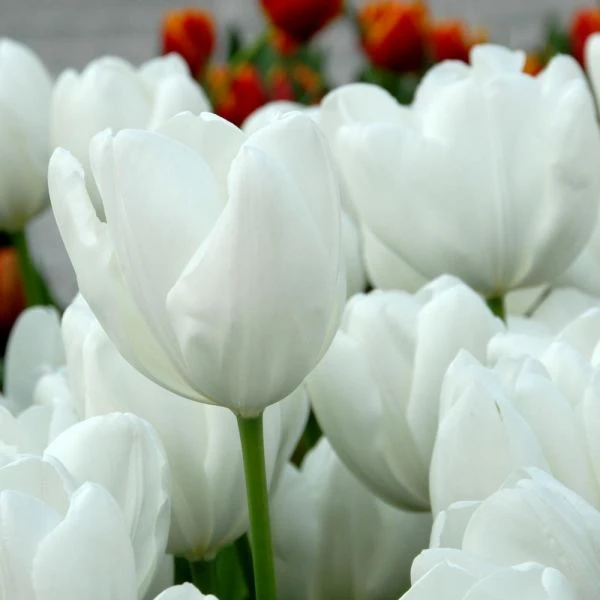 Spring Brights Darwin Hybrid Tulip Mix - Image 6