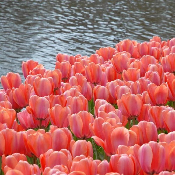 Tulip 'Apricot Impression' - Image 6