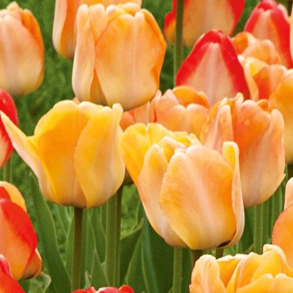 Spring Brights Darwin Hybrid Tulip Mix - Image 7