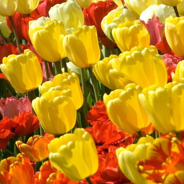 White Flower Farm Yellow Perennial Tulip - Image 2