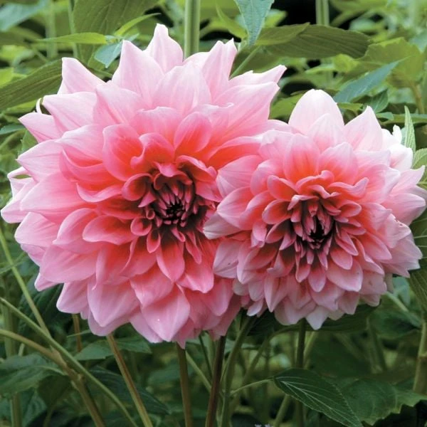Dahlia 'Otto's Thrill' - Image 2