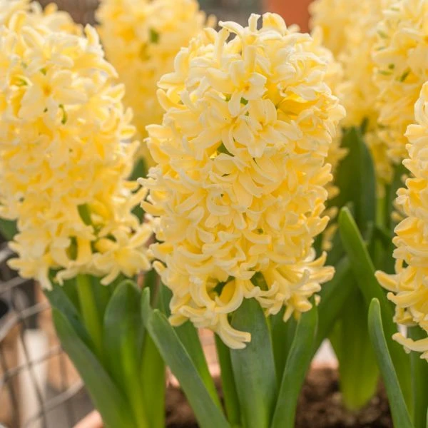 Hyacinthus Orientalis 'Yellowstone' - Image 2