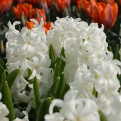 Hyacinthus Orientalis 'Carnegie'