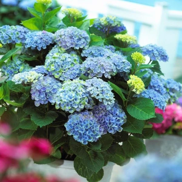 Hydrangea Macrophylla Everlasting® Revolution - Image 3
