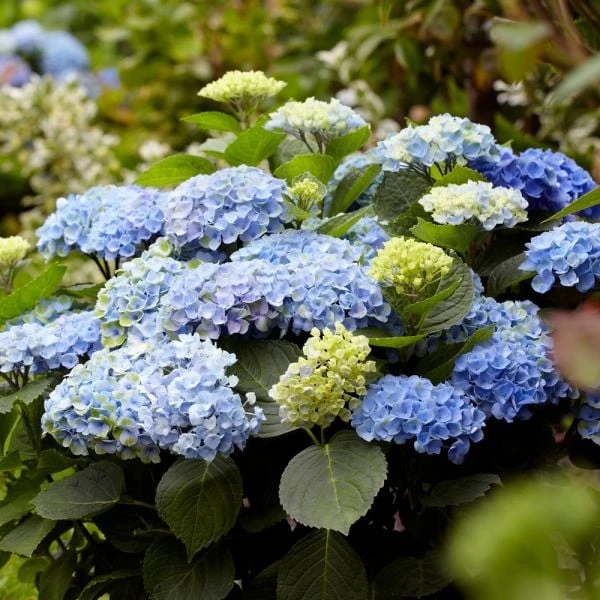 Hydrangea Macrophylla Everlasting® Revolution - Image 4
