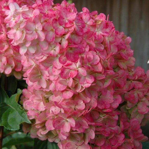 Hydrangea Paniculata Vanilla Strawberry™ - Image 2