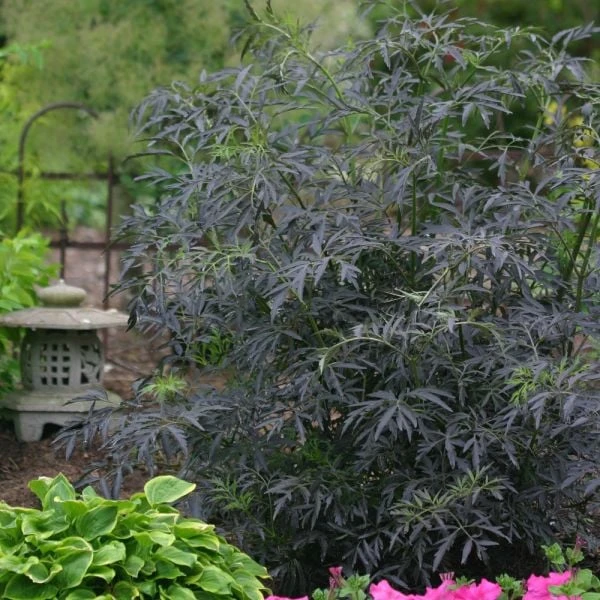 Sambucus Nigra F. Porphyrophylla Black Lace® - Image 2