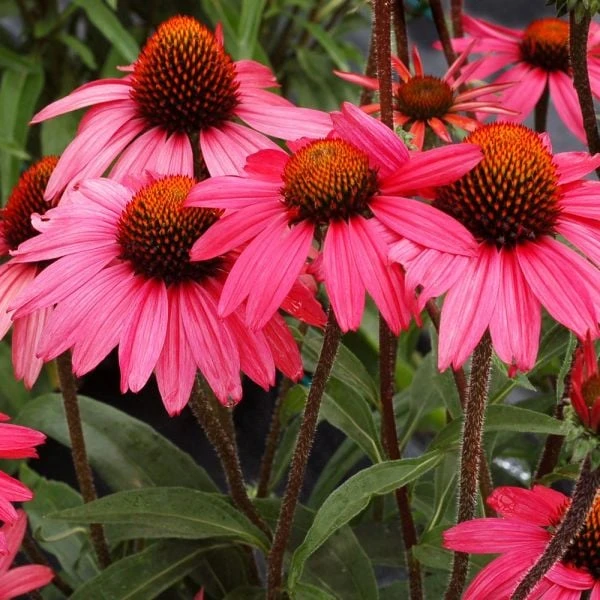 Echinacea 'Glowing Dream' - Image 2