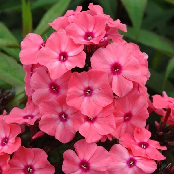 Phlox Paniculata Candy Store® Coral Crème Drop - Image 4