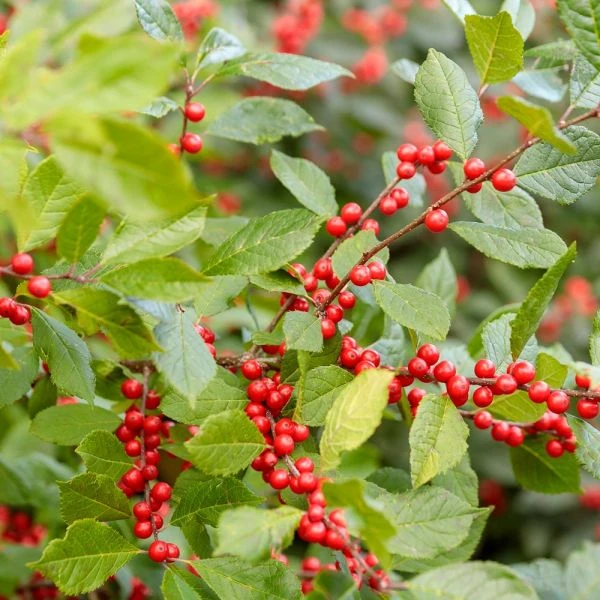 Ilex Verticillata Berry Heavy®