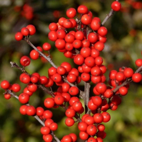 Ilex Verticillata Berry Heavy® - Image 2