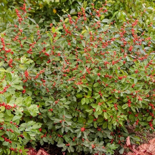 Ilex Verticillata Berry Heavy® - Image 3