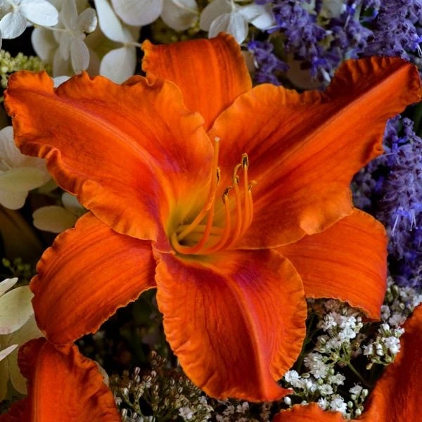 Hemerocallis (Daylily) 'Alabama Jubilee' - Image 2