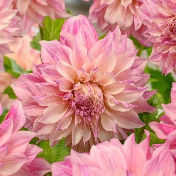 Dahlia 'Café Au Lait Royal' - Image 4