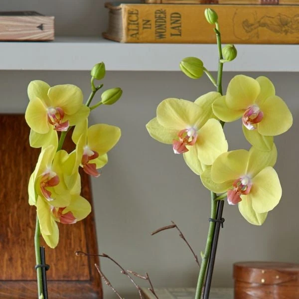 Yellow Moth Orchid In Golden Metal Cachepot - Image 2