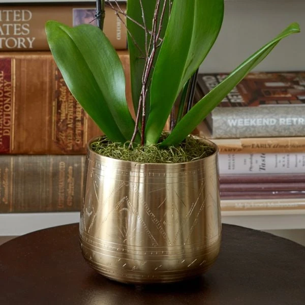 Yellow Moth Orchid In Golden Metal Cachepot - Image 3