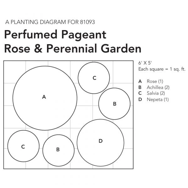 Perfumed Pageant Rose & Perennial Garden - Image 5