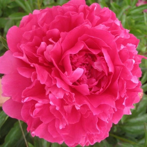 Peony 'Felix Supreme' - Image 3