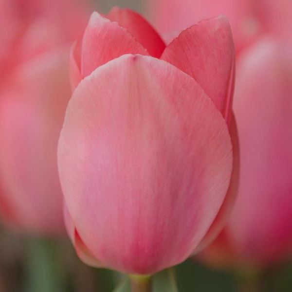 Tulip 'Christmas Pink' - Image 2