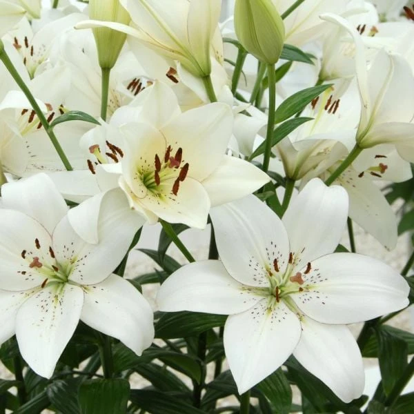 Lilium 'Eyeliner' - Image 2