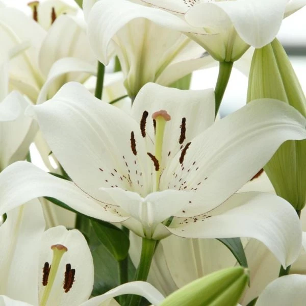 Lilium 'Eyeliner' - Image 3