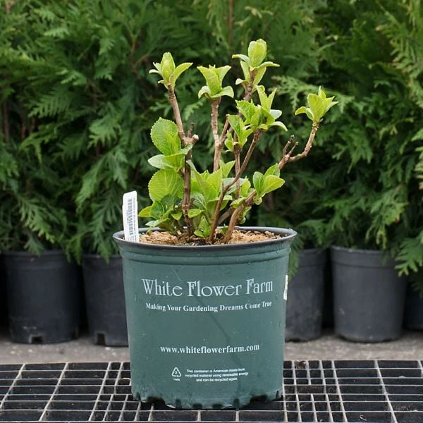 Hydrangea Macrophylla Everlasting® Revolution - Image 5