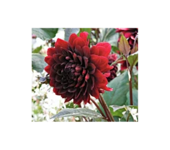 Dahlia 'Karma Choc'