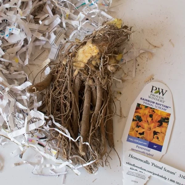 Hemerocallis (Daylily) Rainbow Rhythm® 'Primal Scream' - Image 2